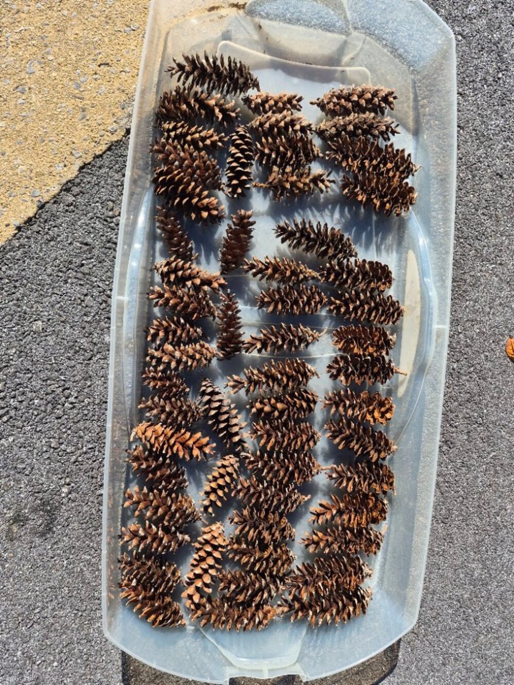 Bulk of 50 White Pine Pinecones